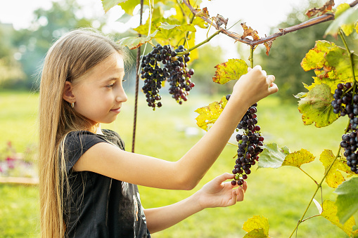 Child girl picking grape during wine harvest. Harvesting concept. Pick-Your-Own farm. Healthy and environmentally friendly crop.