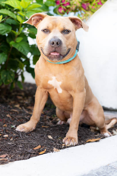 istock One brown and white adult Pitbull dog 1492640855