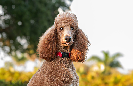 One brown adult Royal Standard Poodle wearing a red collar looking at the camera sticking out the tongue at the park in a sunny afternoon with plants and trees in the background