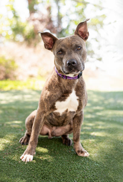 istock One brown and white adult Pitbull dog 1492641141