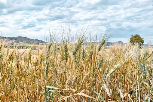 Beautiful summer landscape with golden wheat field, blue sky with white clouds and mountains hills in horizon.