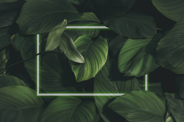 istock Illustration of a large dark green leaf with soft neon light, a rectangular green water led frame light For natural backgrounds 1492641467