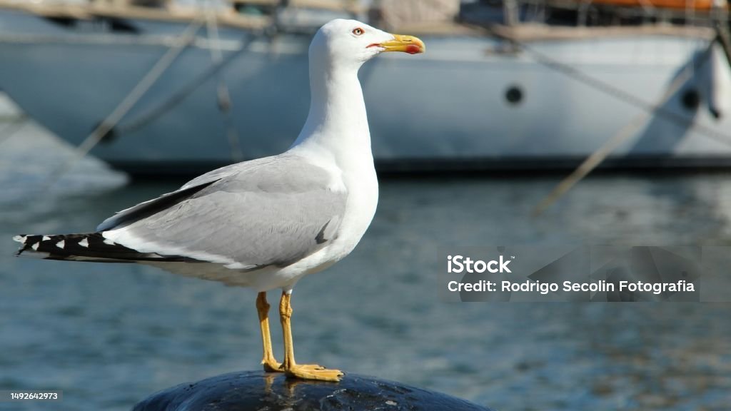 Seagull portrait with sea and boat background, close, in Barcelona, Spain Animal Stock Photo