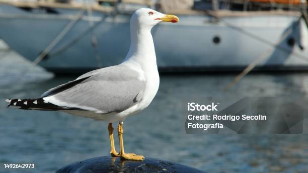 Seagull Portrait With Sea And Boat Background Close In Barcelona Spain Stock Photo - Download Image Now