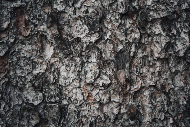 istock Close up of spruce bark 1492643179