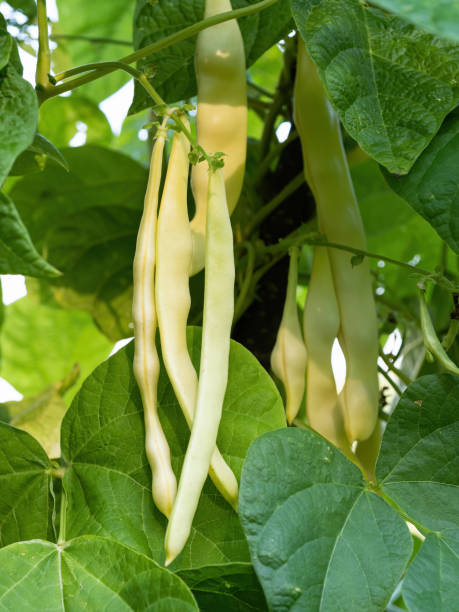 Ripe pods of kidney bean growing on farm. Bush of pods of haricot plant ripening in garden. stock photo