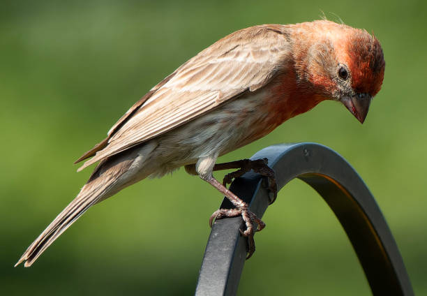 istock A House Finch on a high perch looking down 1492643613