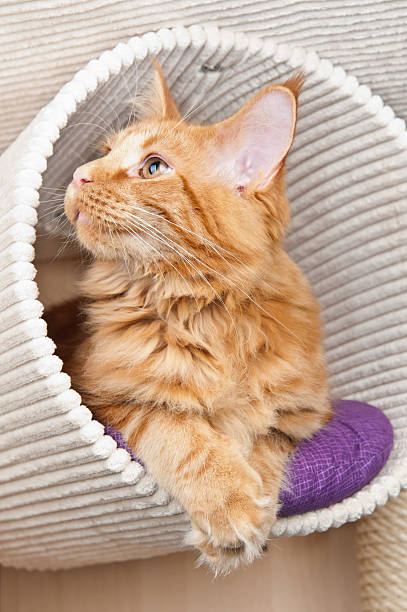 istock Red classic tabby Maine Coon cat 149264557