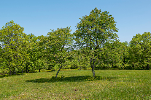 the landscape of the quabbin reservoir on a spring day