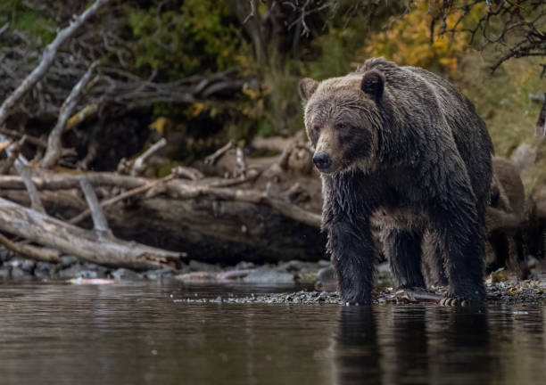 istock Momma grizzly stare 1492646700