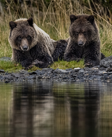 Sibling grizzly bear cubs taking a break from fishing, eating and general the general rambunctious  activities of bear cubs