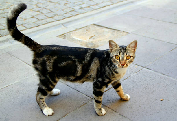 istock A young tabby cat walks on the street 1492647493