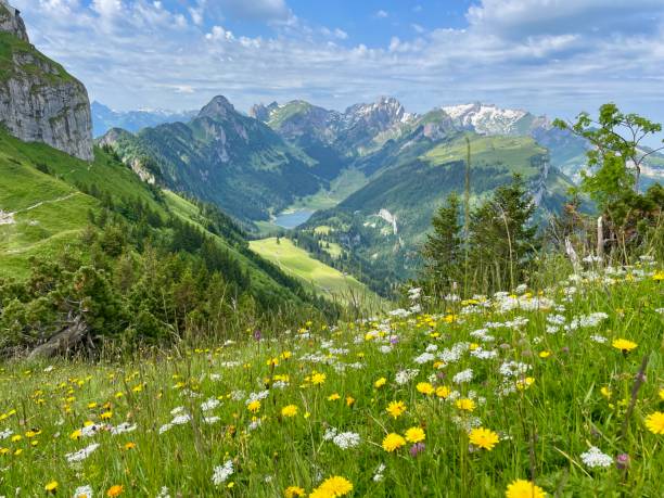 Flower meadow in Alpstein, Appenzell, Switzerland with Hoher Kasten, lake Saemtiser and Saentis in the background. Flower meadow in Alpstein, Appenzell, Switzerland with Hoher Kasten, lake Saemtiser and Saentis in the background. appenzell stock pictures, royalty-free photos & images