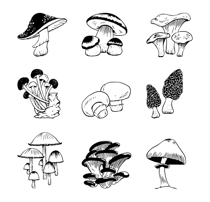 Vector black and white set of various mushrooms doodle style isolated on white background. Vector illustration of amanita, silky sneath, champignon, morel, chanterelle, porcini, oyster, shimeji, agaric mushrooms.