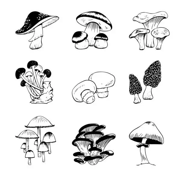 Vector illustration of Vector black and white set of various mushrooms doodle style isolated on white background