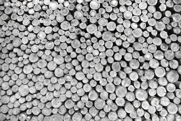 Stacked firewood as round wood monochrome
