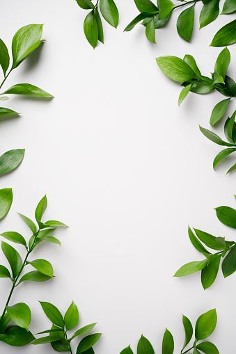 Floating leaves on a white background. Tea leaves, Orange or lemon leaves.