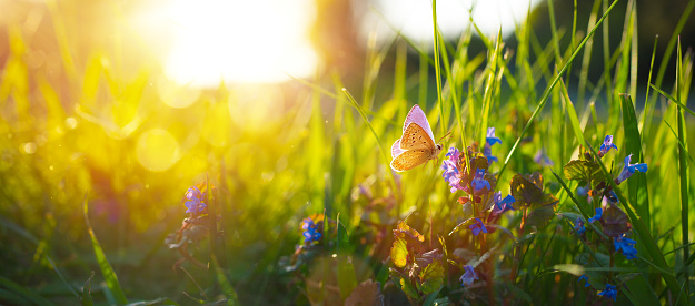 Sunny summer nature background with fly butterfly and blue wild flowers in grass with sunlight and bokeh. Outdoor nature