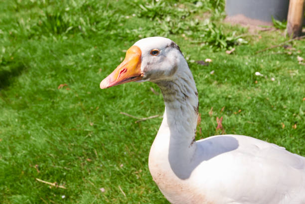 Portrait of a white goose male, close up. stock photo
