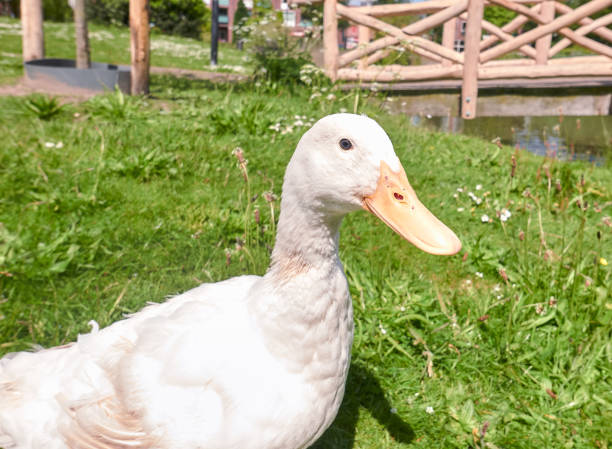 Portrait of a white duck male, close up. stock photo