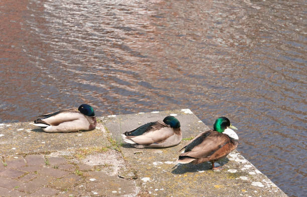 Three male mallard ducks are resting on the embankment, close up. stock photo