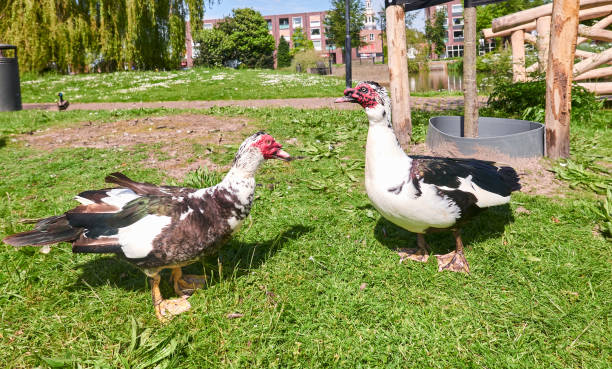 Two conflicting male Muscovy ducks, close up. stock photo