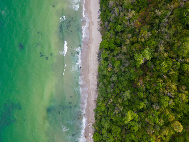 istock From above, the mesmerizing beach unfolded with golden sand caressed by turquoise waves. Lush green forests adorned the coastline, while sturdy rocks added an element of charm 1492651482