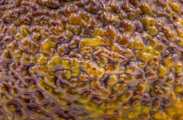 Macro picture of the surface of a Avocado, full frame