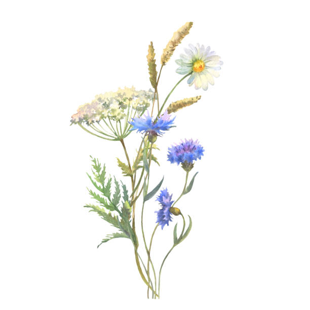 ilustraciones, imágenes clip art, dibujos animados e iconos de stock de acuarela ramo de flores de pradera de manzanilla, perejil de vaca, hierba de aciano azul. cartel floral pintado a mano de flores silvestres aisladas sobre fondo blanco. - chamomile plant chamomile bouquet wildflower