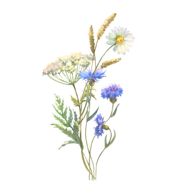 Watercolor meadow flowers bouquet of chamomile, cow parsley, Blue Cornflower herb. Hand painted floral poster of wildflowers isolated on white background. Watercolor meadow flowers bouquet of chamomile, cow parsley, Blue Cornflower herb. Hand painted floral poster of wildflowers isolated on white background. Holiday Illustration for design, print, background. cow parsley stock illustrations