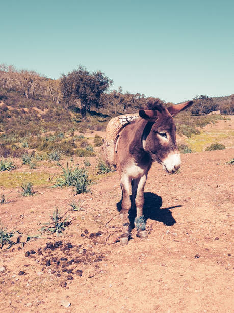 istock portrait of donkey in Morocco 1492654771