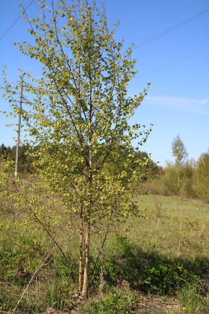 istock photo one young tree in a meadow 1492656824