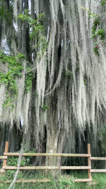 Tree with hanging lichens moved by the wind. Vertical video. Tree with gray mane.