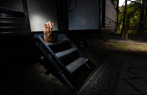 istock Yorkshire terrior waiting for the door to open 1492658572