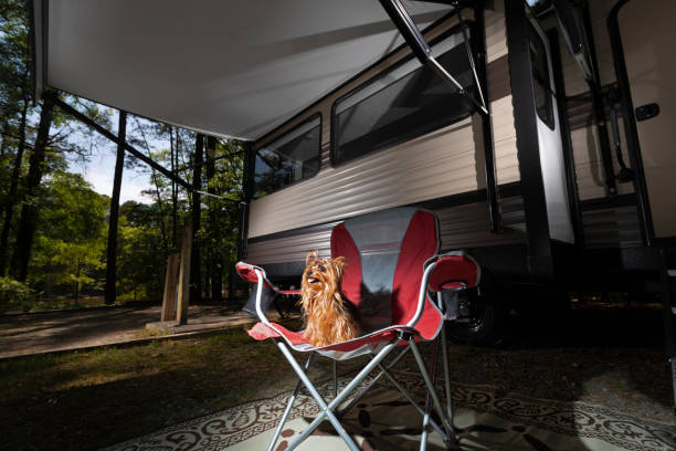 istock Yorkie being very obedient in camp 1492658584