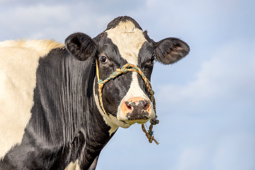 Cow with halter rope around her snoot, looking at the camera, line around snout, friendly head shot and a blue sky