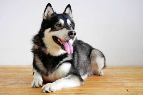 istock Alaskan malamute lying on wooden floor indoors 1492660634