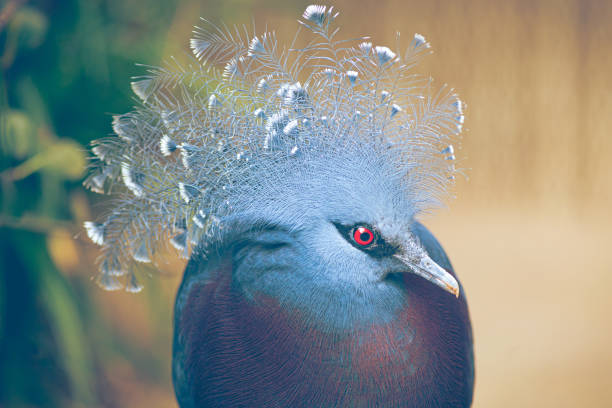 istock Victoria crowned-pigeon exotic bird 1492661215