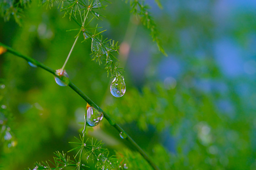 Beautiful shiny dew drops on a dandelion seed. Close-up. Sparkling bokeh. Beautiful blue background.