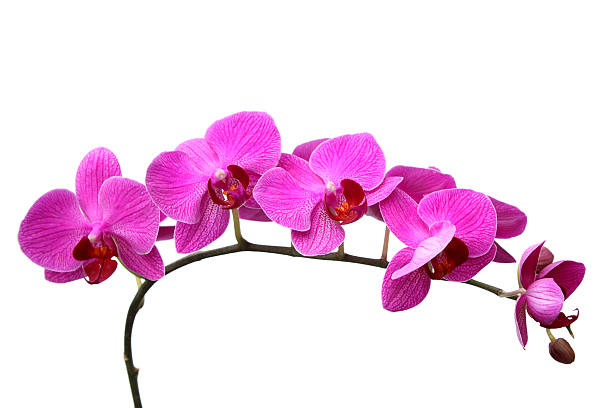 istock Pink butterfly orchids with  buds 149266349
