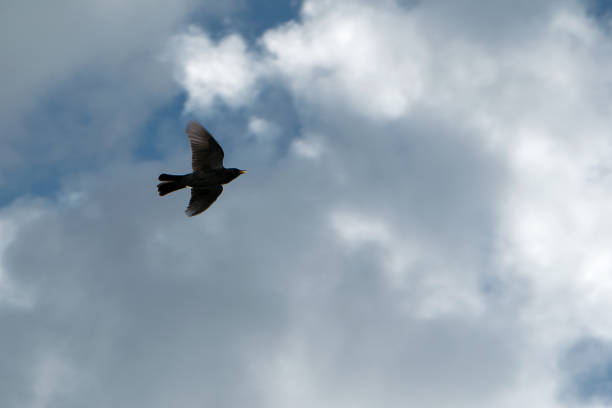 A Lark or starling, songbird. Bird in flight against a blue sky with white clouds.