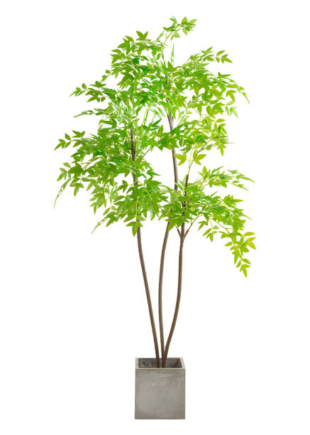 istock houseplant in pot isolated 1492664250