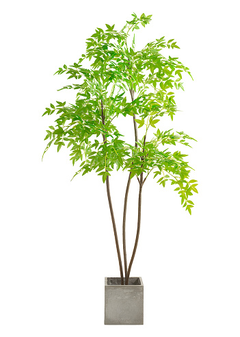 green tree branch in pot isolated on white background with clipping path