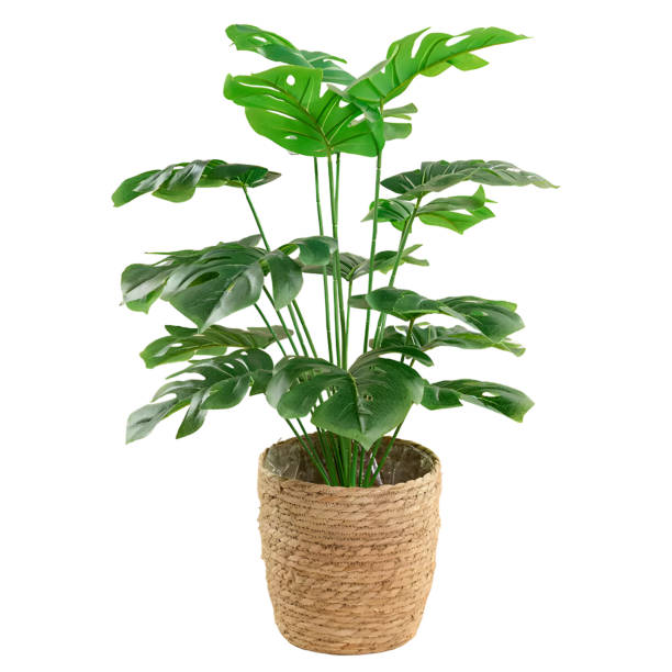 istock tropical plant in basket pot isolated on white background with clipping path 1492664277