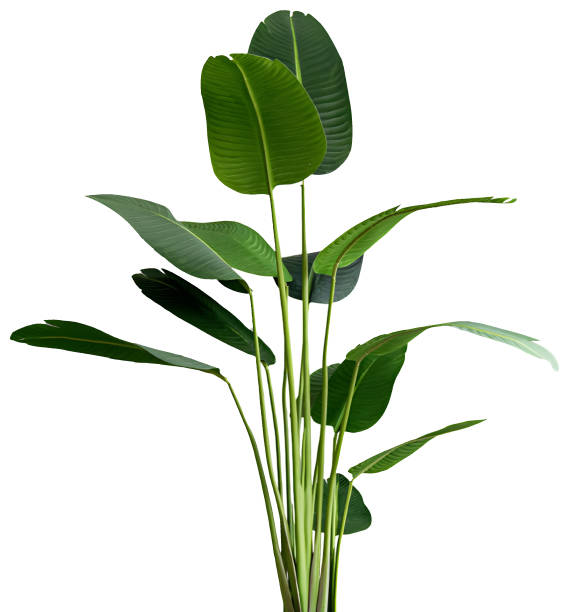 istock tropical leaves isolated on white background with clipping path 1492664290