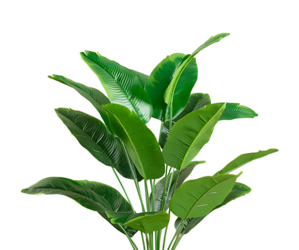 istock green tropical leaves isolated on white background with clipping path 1492664346