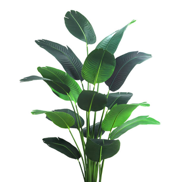 istock green leaves isolated on white background with clipping path 1492664446
