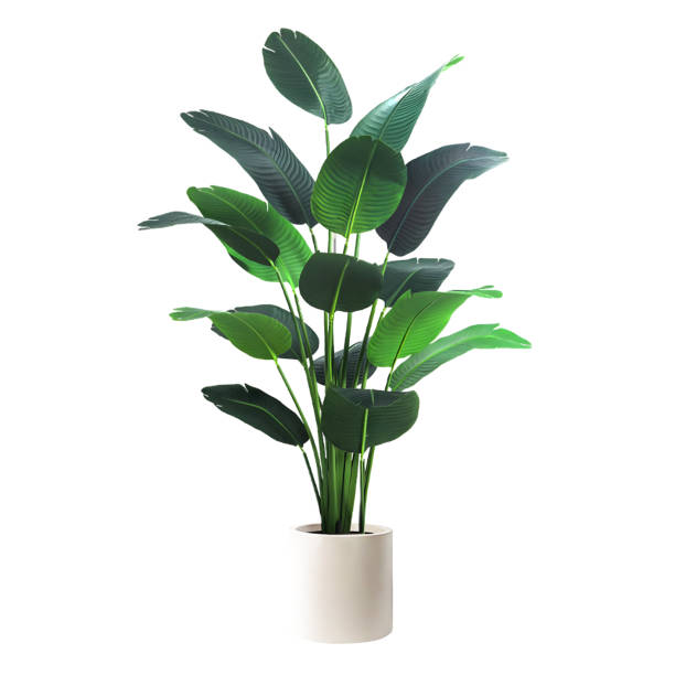 istock tropical houseplant isolated on white background with clipping path 1492664447