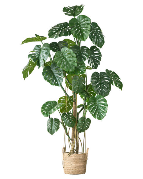 istock tropical houseplant isolated on white background with clipping path 1492664490