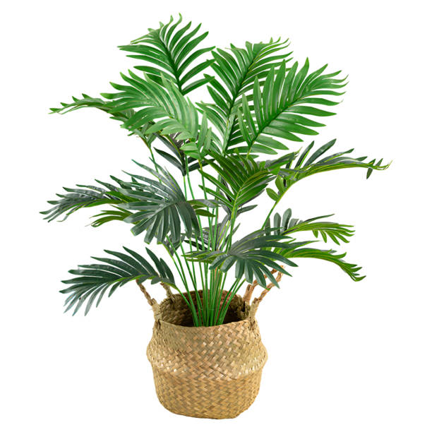 istock tropical plant in basket pot isolated on white background with clipping path 1492664558